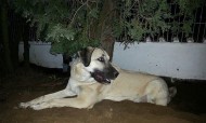 Homem condenado a prisão efectiva por sexo com o cão do vizinho
